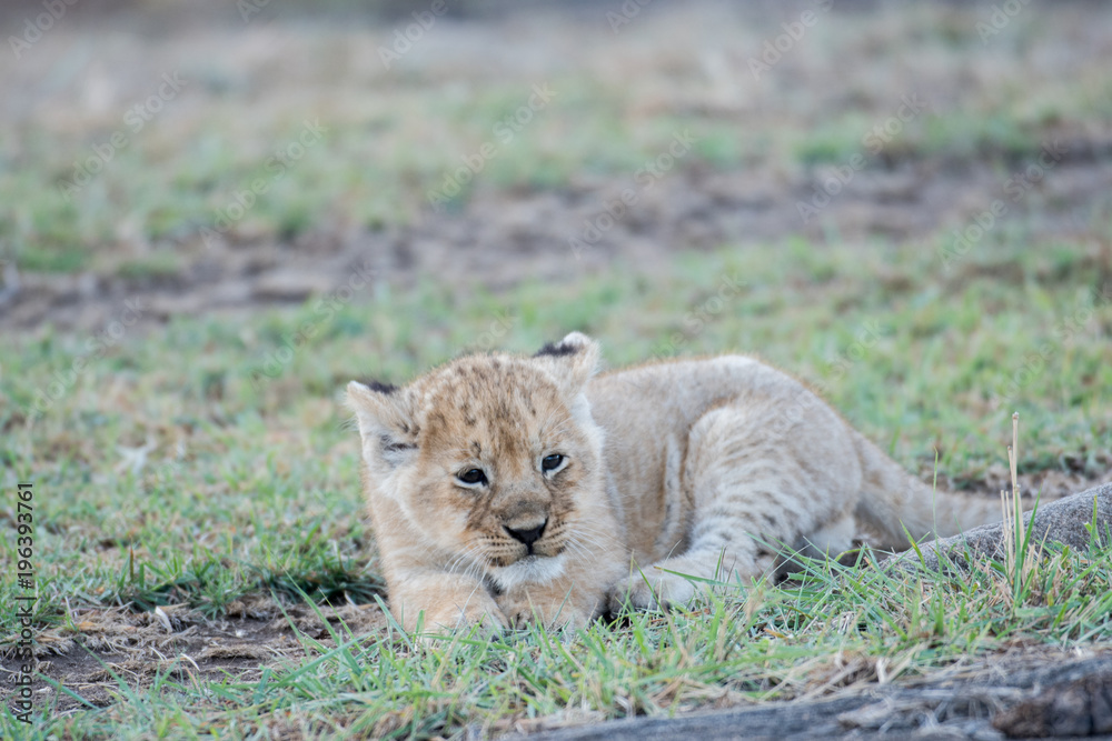 Lion cub in Masai Mara Lion cub in Masai Mara