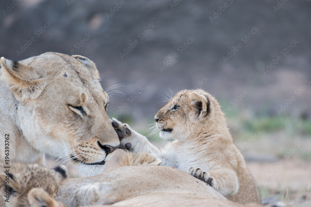 Fototapeta premium Lion cub in Masai Mara