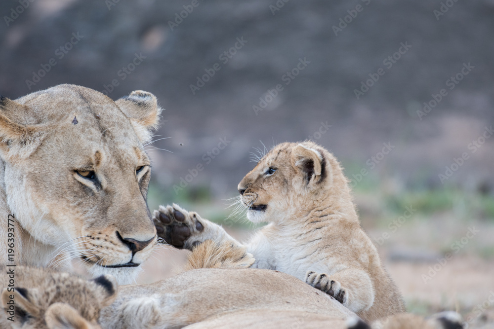 Obraz premium Lion cub in Masai Mara