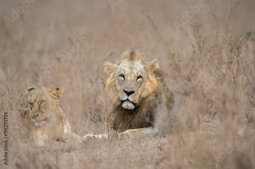 Fototapeta Naklejka Na Ścianę i Meble -  Male and female lion