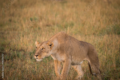 Fototapeta Naklejka Na Ścianę i Meble -  Female lion in Masai Mara