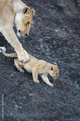 Fototapeta Naklejka Na Ścianę i Meble -  Female lion in Masai Mara, Kenya