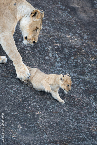 Fototapeta Naklejka Na Ścianę i Meble -  Female lion in Masai Mara, Kenya