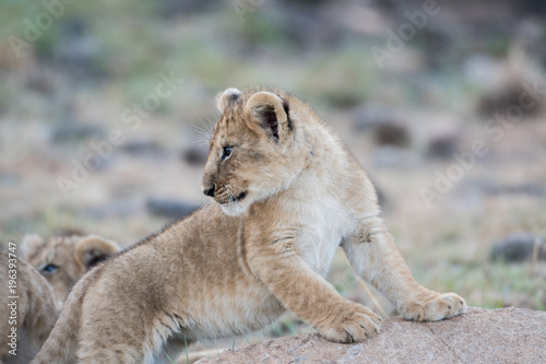 Fototapeta Naklejka Na Ścianę i Meble -  Lion cub in Masai Mara