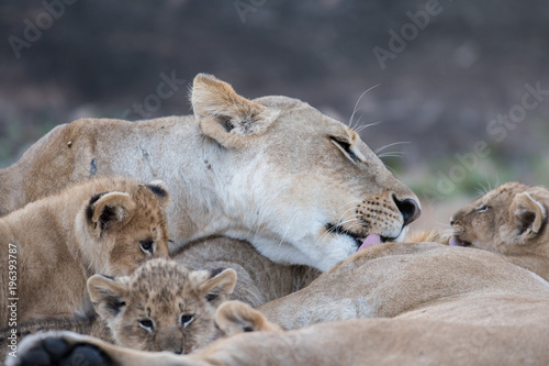 Fototapeta Naklejka Na Ścianę i Meble -  Lion cub in Masai Mara