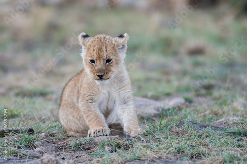 Lion cub in Masai Mara