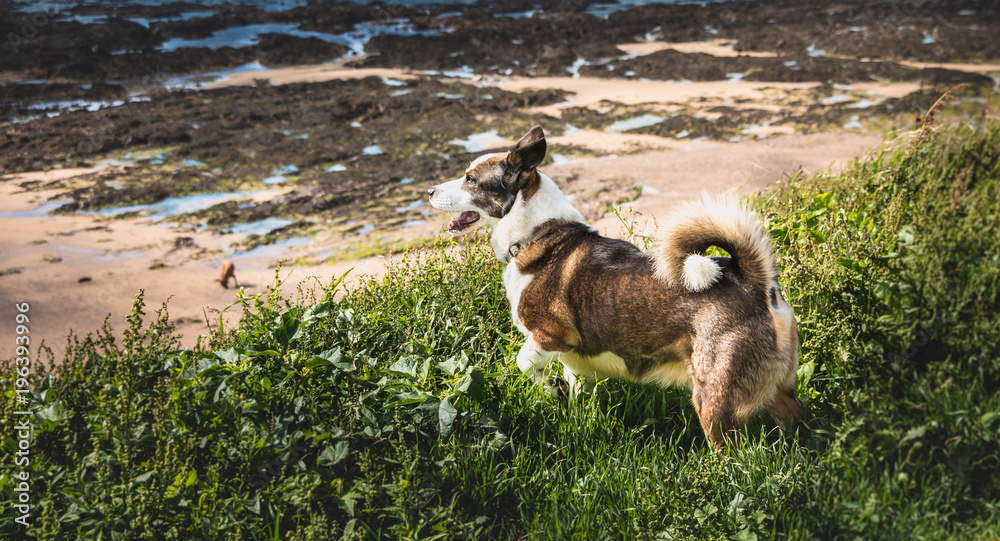 Obraz premium little Pembroke dog Welsh Corgis walking on the beach