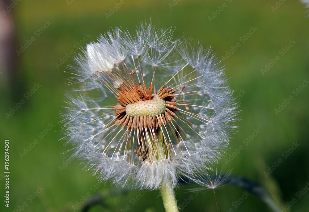 Fototapeta premium Ein verblühter Löwenzahn