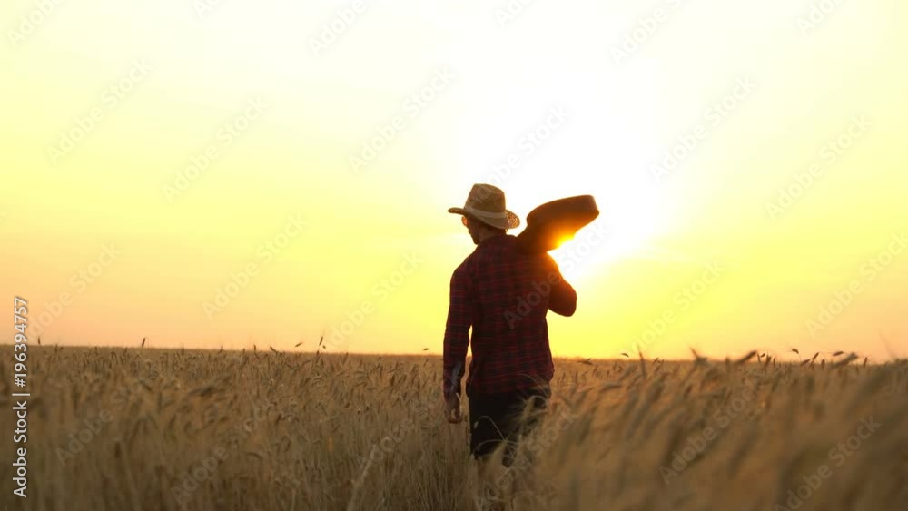 young guy walks the golden wheat field in the rays of the sunset with guitar. young guy walks the golden wheat field in the rays of the sunset with guitar.