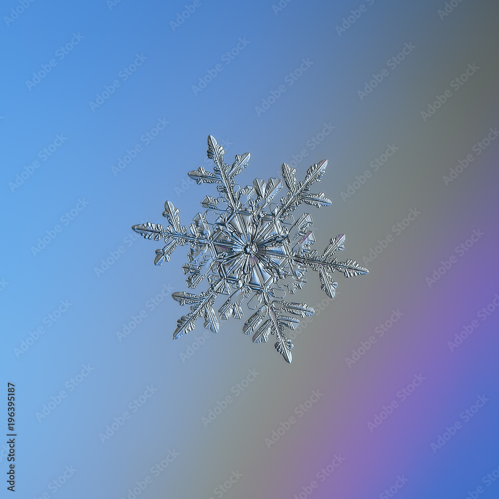 Snowflake glittering on light blue background. Macro photo of real snow crystal: large stellar dendrite with six long, elegant arms, glossy relief surface, fine hexagonal symmetry and ornate shape.