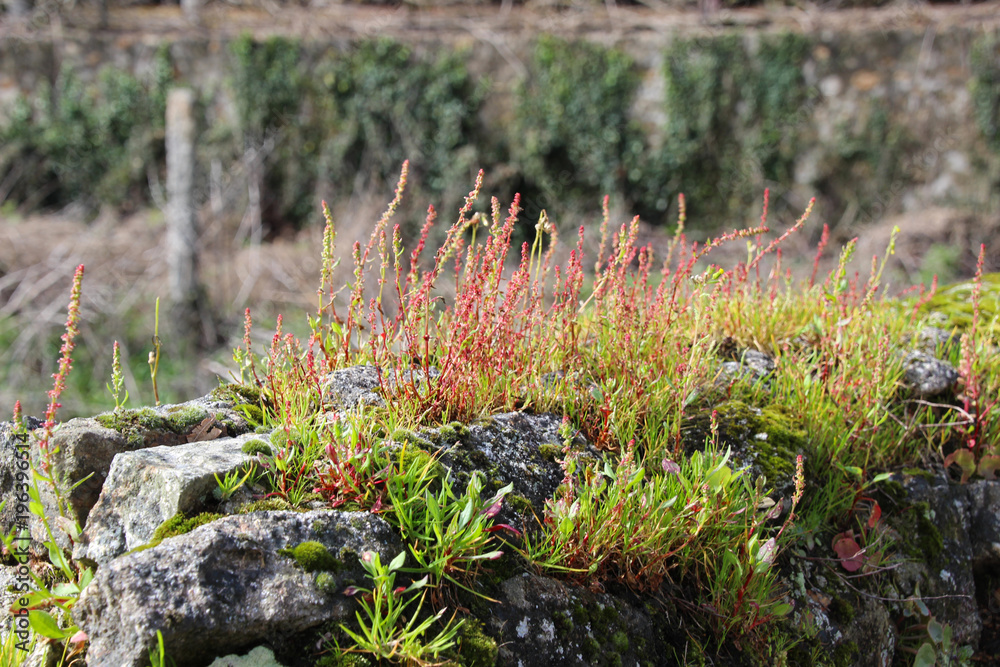 Obraz premium Gewächs auf einem Stein