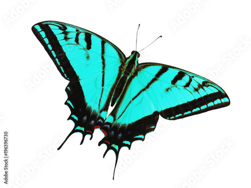 Two-tailed swallowtail butterfly, Papilio multicaudata, isolated on white background. The largest of the US tiger sawllowtails, this one has even three tails on each wing. Color change to cyan photo