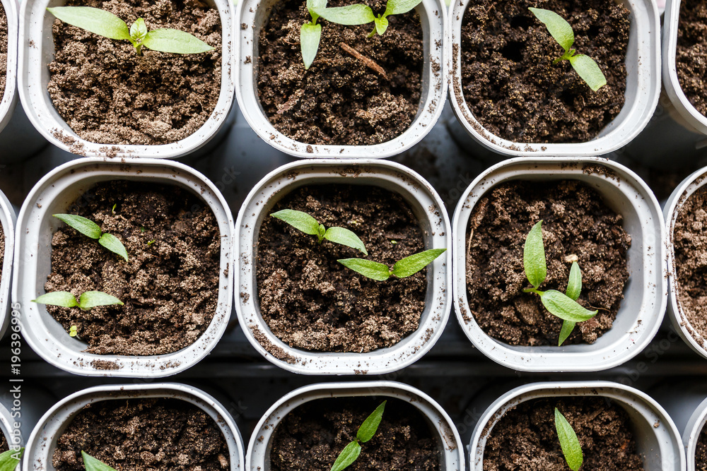 Seedlings of red pepper planted in the ground in special plastic cans