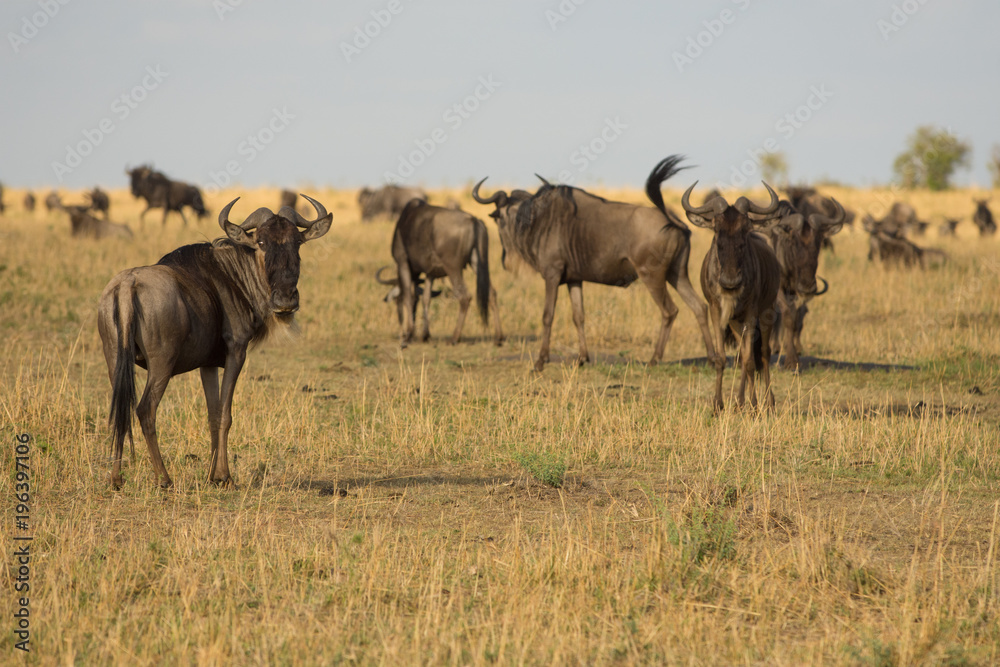 Wildebeest in Masai Mara Wildebeest in Masai Mara