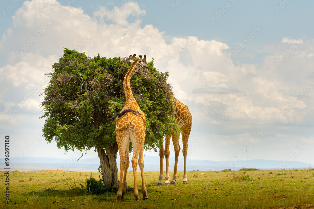 Fototapeta premium Dwie żyrafy w Masai Mara w Kenii