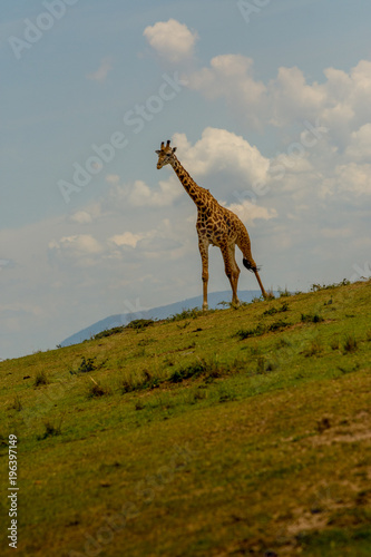 Giraffe in Masai Mara  Kenya
