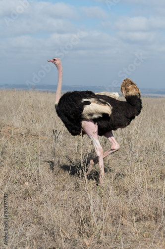 Ostrich in Nairobi National Park