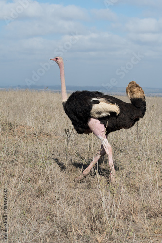 Ostrich in Nairobi National Park