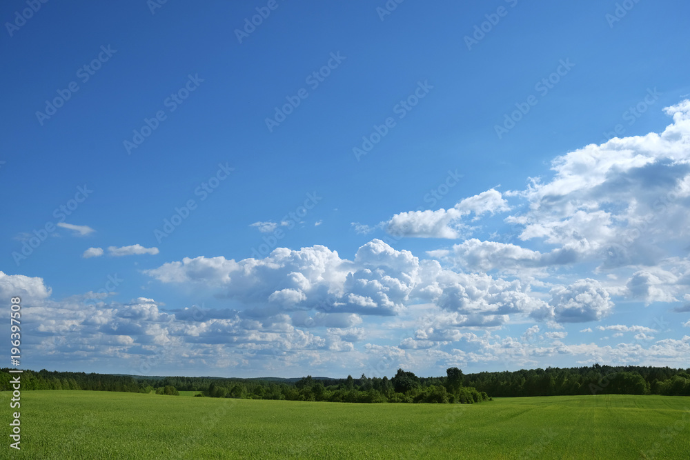 green field with forest on horison with blue cloudy sky in sunny weather in summer