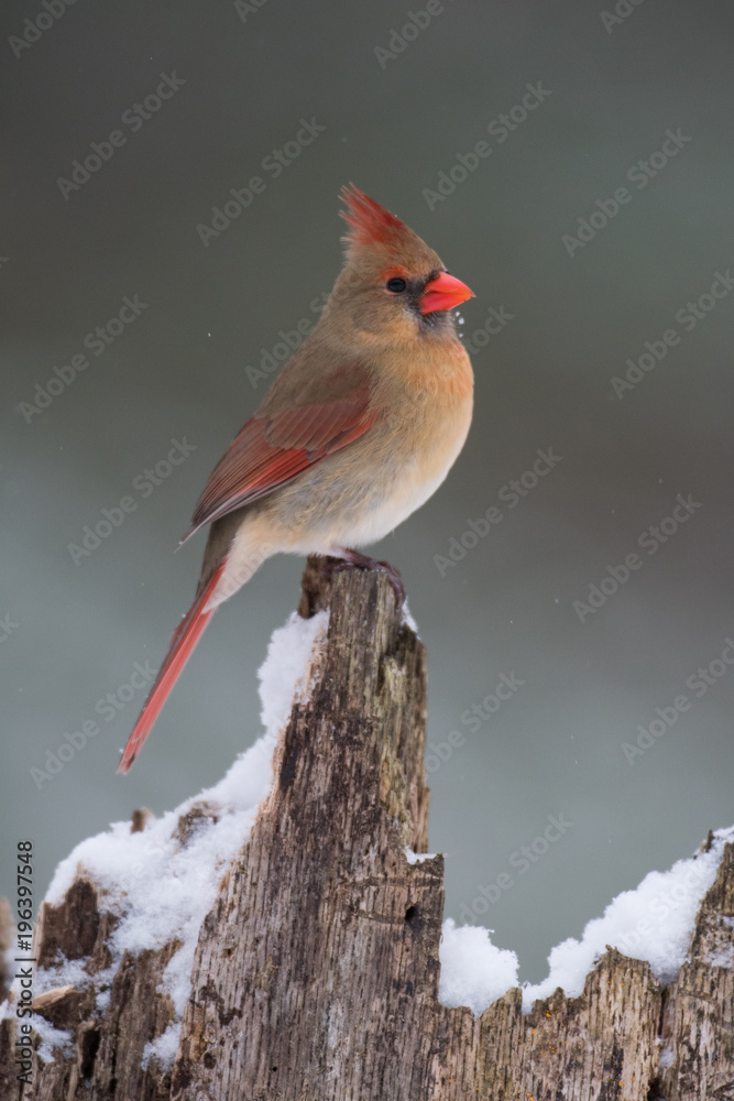 Female Cardinal perched on a tree stump in winter Female Cardinal perched on a tree stump in winter
