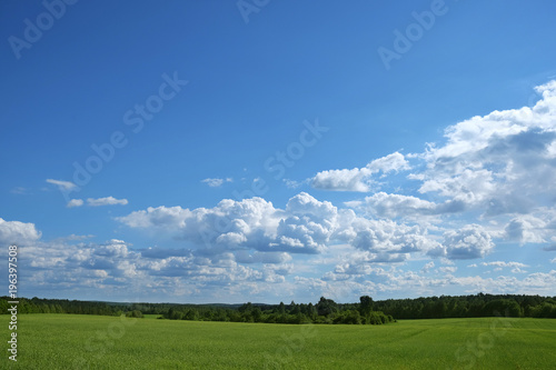 green field with forest on horison with blue cloudy sky in sunny weather in summer