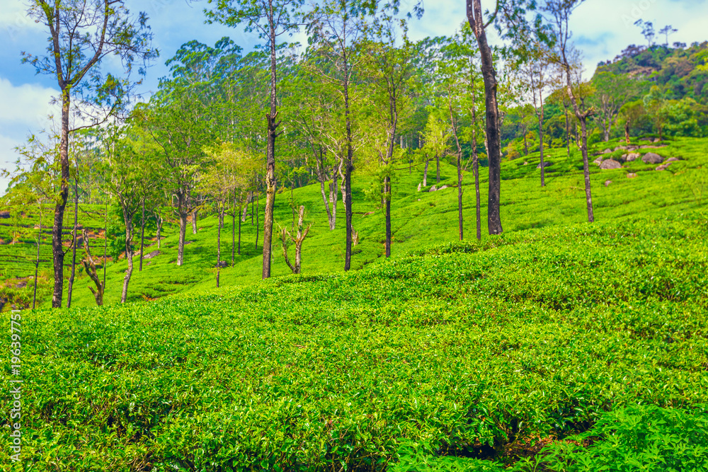 Green plantation of Ceylon tea.