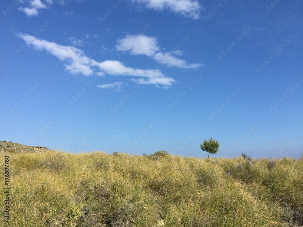 Lonely tree in the mountains of Benidorm-Spain. Summerly landscape Lonely tree in the mountains of Benidorm-Spain. Summerly landscape