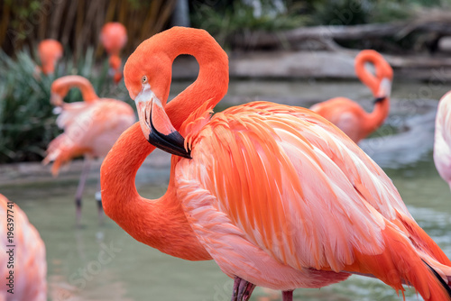 Flamingo with head and neck curved into a figure 8