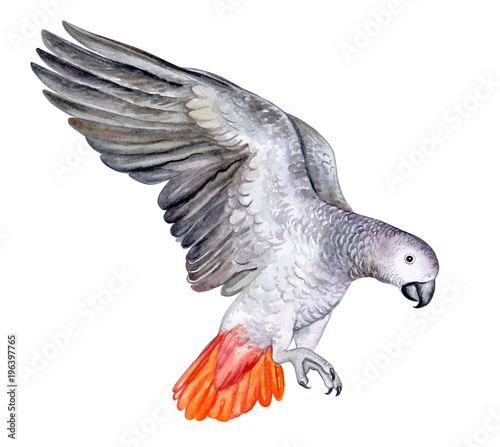 Flying parrot Jaco on a white background. Red-tailed Jaco. Watercolor. Illustration. Template. Handmade. Close-up. Clip art.