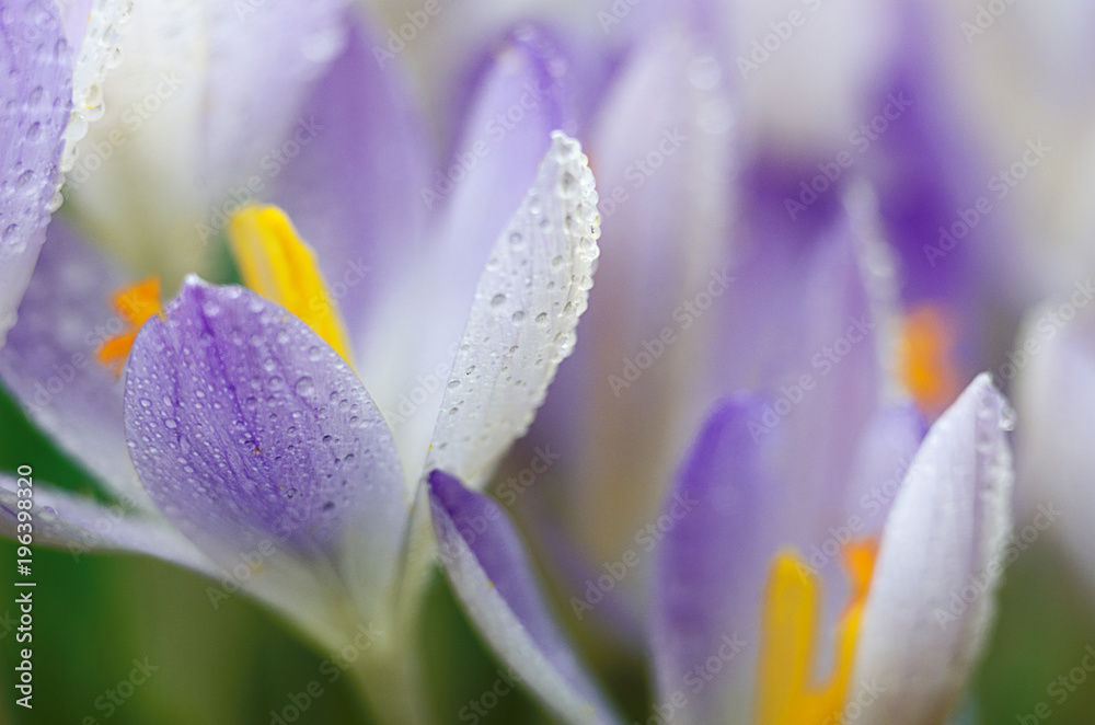 Fototapeta premium Photo close small spring flowers crocuses