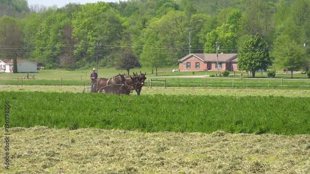 Amish farmers use traditional horses and methods to plow their fields.