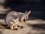 Cute Yellow Footed Rock Wallaby