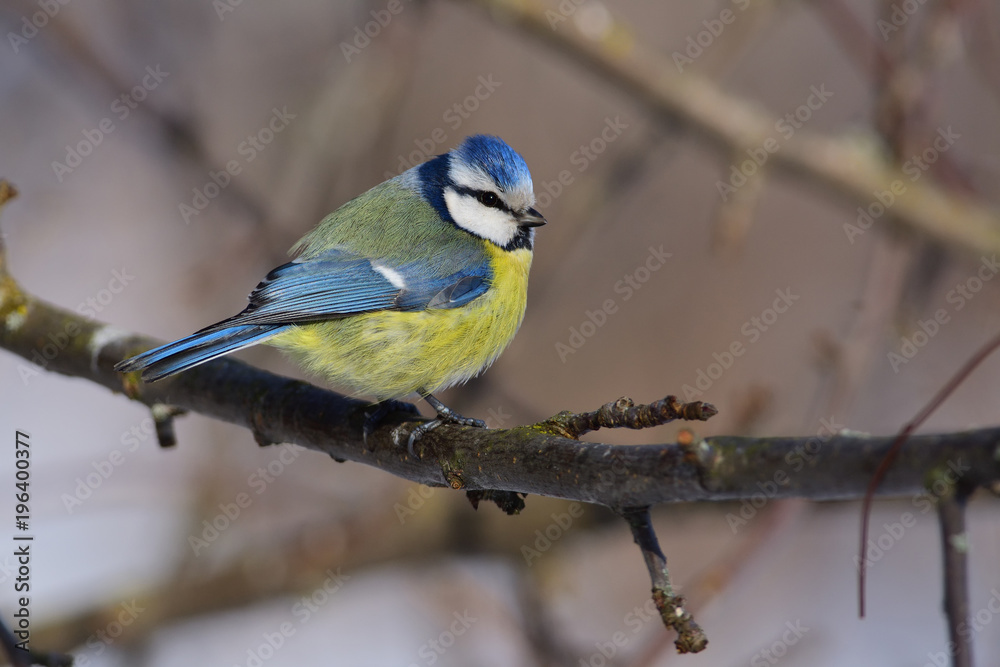 Naklejka premium Ruffled eurasian blue tit sits on a branch of an apple tree (sun reflect in eye).
