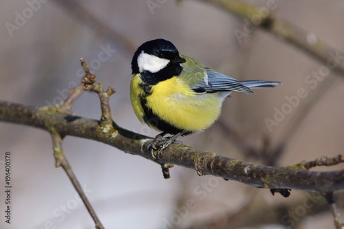 Great tit sits on a branch with a sunflower seed in its paws.