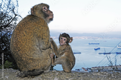 Baby-Berberaffe mit Muttertier auf Gibraltar (Macaca sylvanus) - Barbary macaque  photo