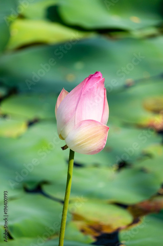 Water Lotus Blossom 1