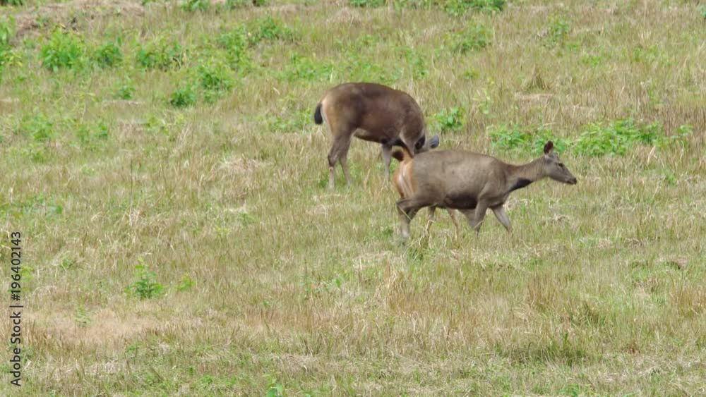 A herd of sambar deer grazing on the grassland at Khao Yai national park, Thailand. Sambar is a large deer living in the Indian Subcontinent, southern China and Southern Asia. A herd of sambar deer grazing on the grassland at Khao Yai national park, Thailand. Sambar is a large deer living in the Indian Subcontinent, southern China and Southern Asia.