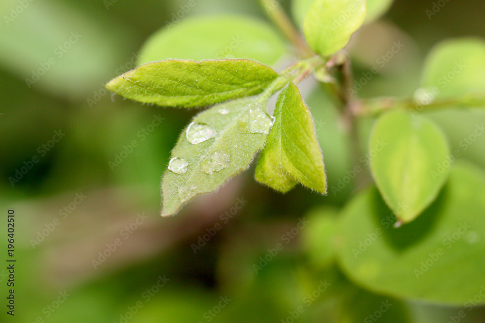 spring leaf and early dew spring leaf and early dew
