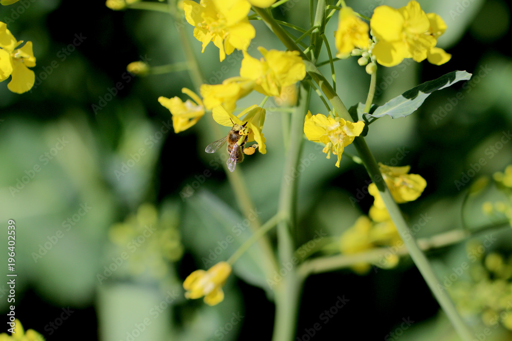 spring flower with bee that collects honey spring flower with bee that collects honey