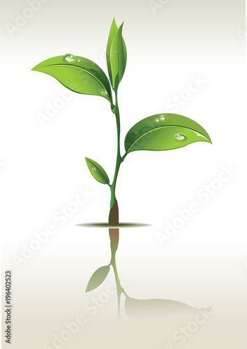 Young seedling with a seed