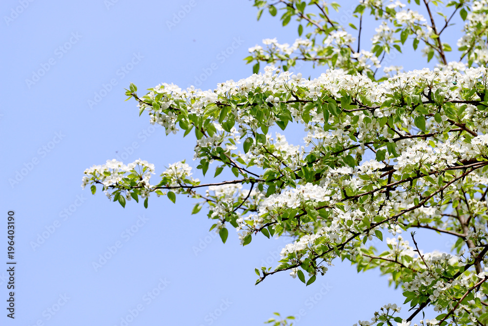 spring composition for the background spring composition for the background