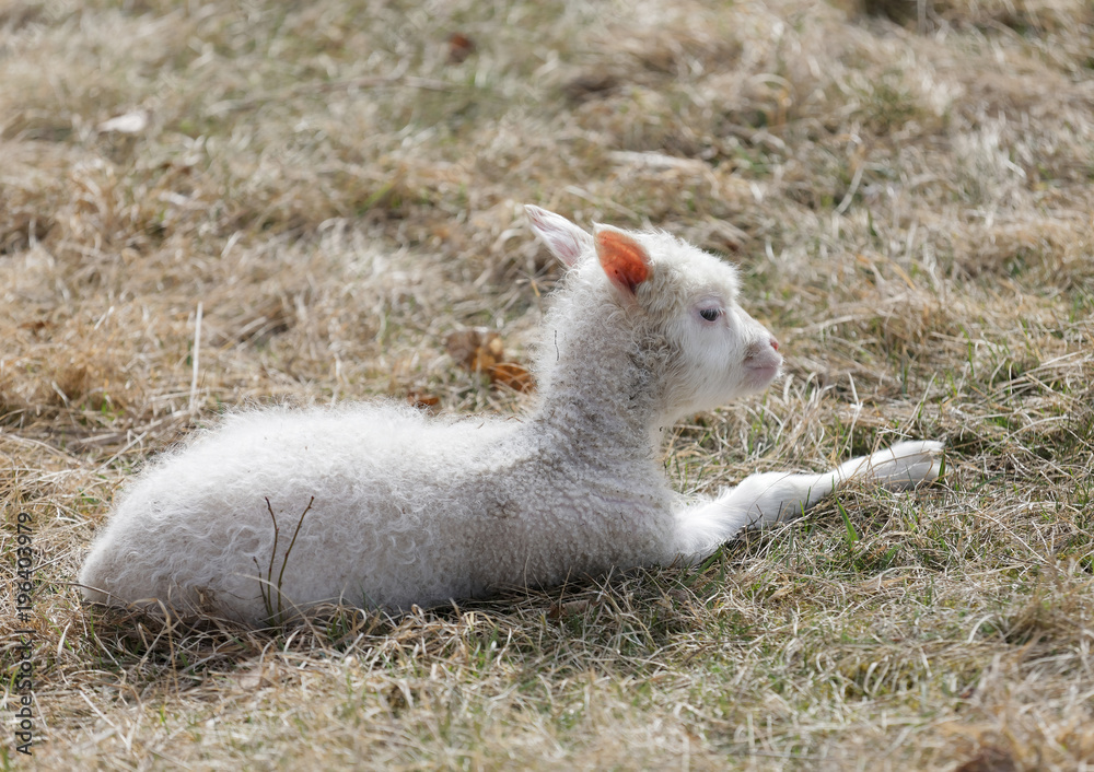 Fototapeta premium Cute lamb laying in the grass