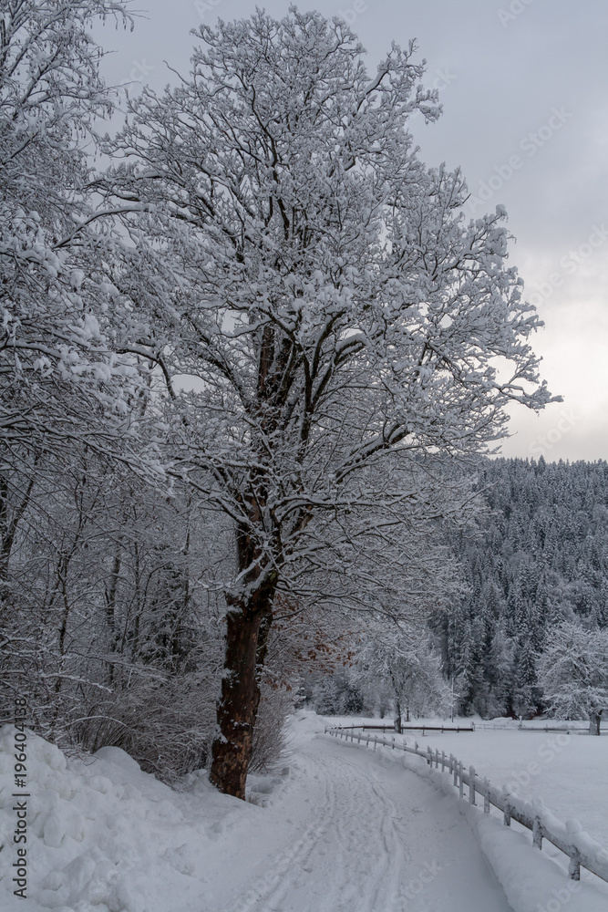 Baum Schnee Baum Schnee