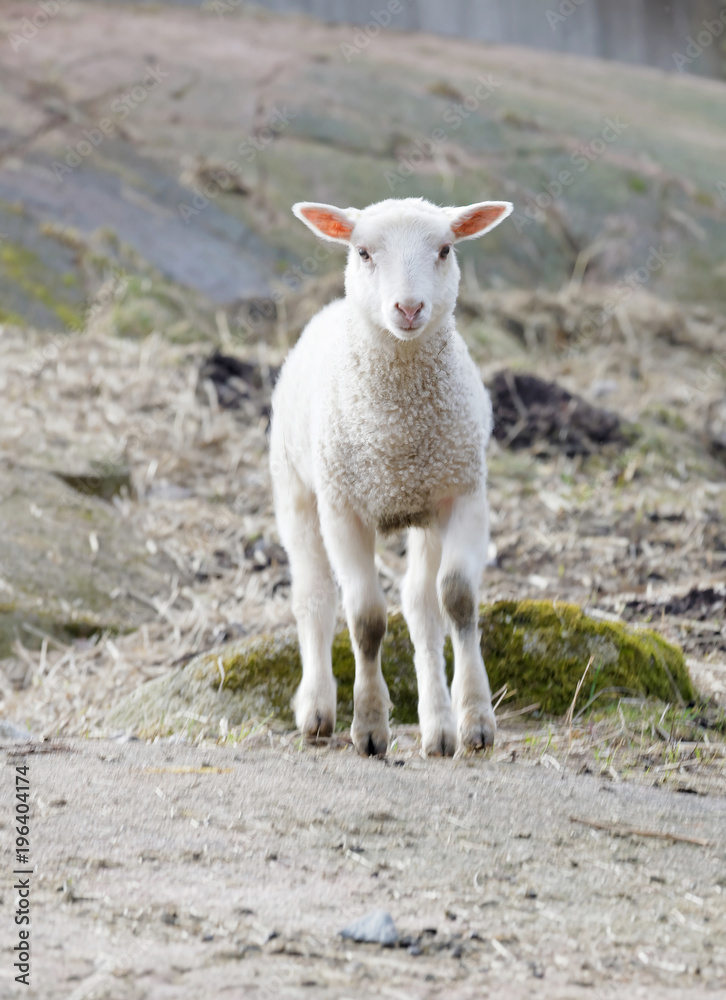 Cute and curious lamb in the pasture Cute and curious lamb in the pasture