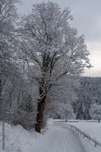 Wallpaper Mural Baum Schnee Torontodigital.ca