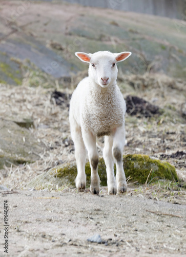 Cute and curious lamb in the pasture