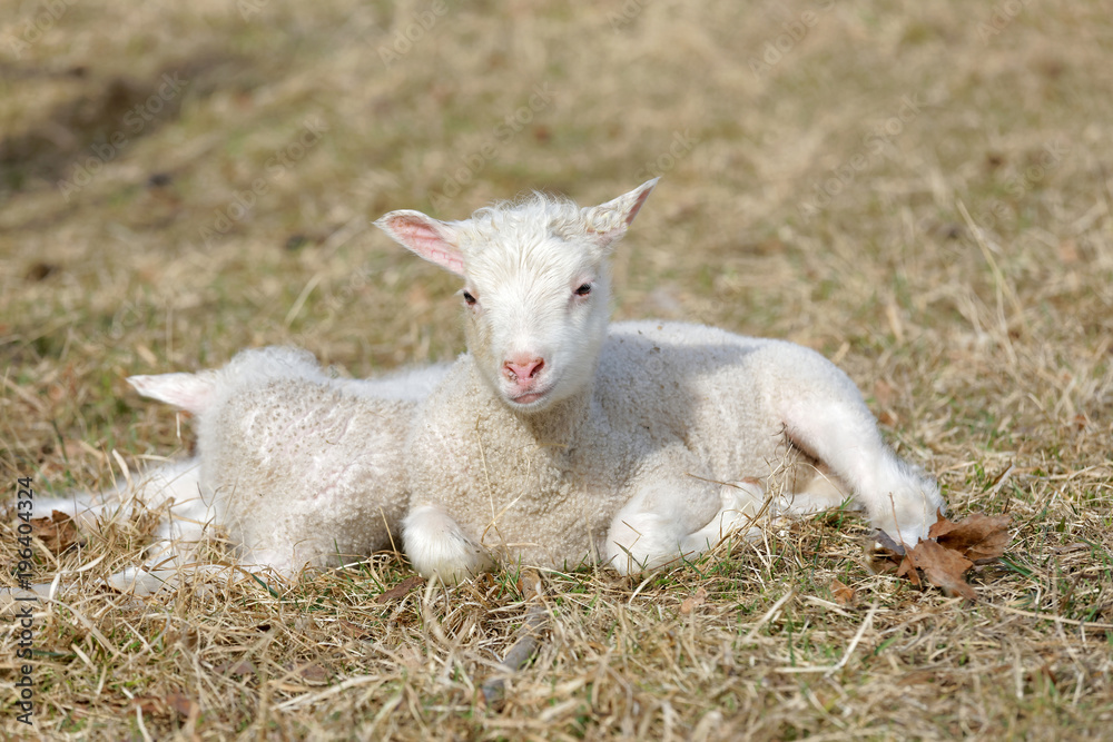 Two cute lamb laying in the grass enjoying the sunshine Two cute lamb laying in the grass enjoying the sunshine