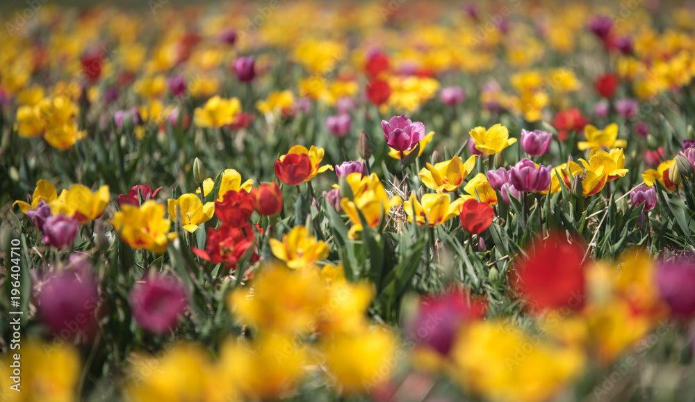 Obraz premium Beautiful spring tulips. Blurred background.