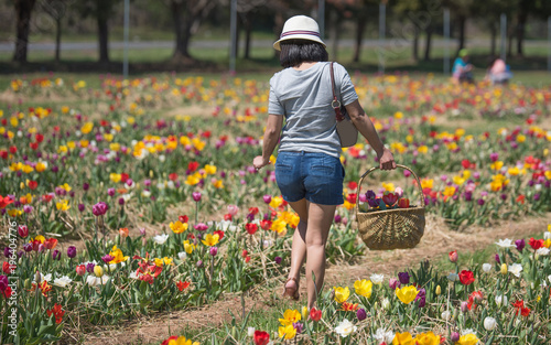Woman walking in Rows of tulips with basket of flowers. Spring flower picking season.