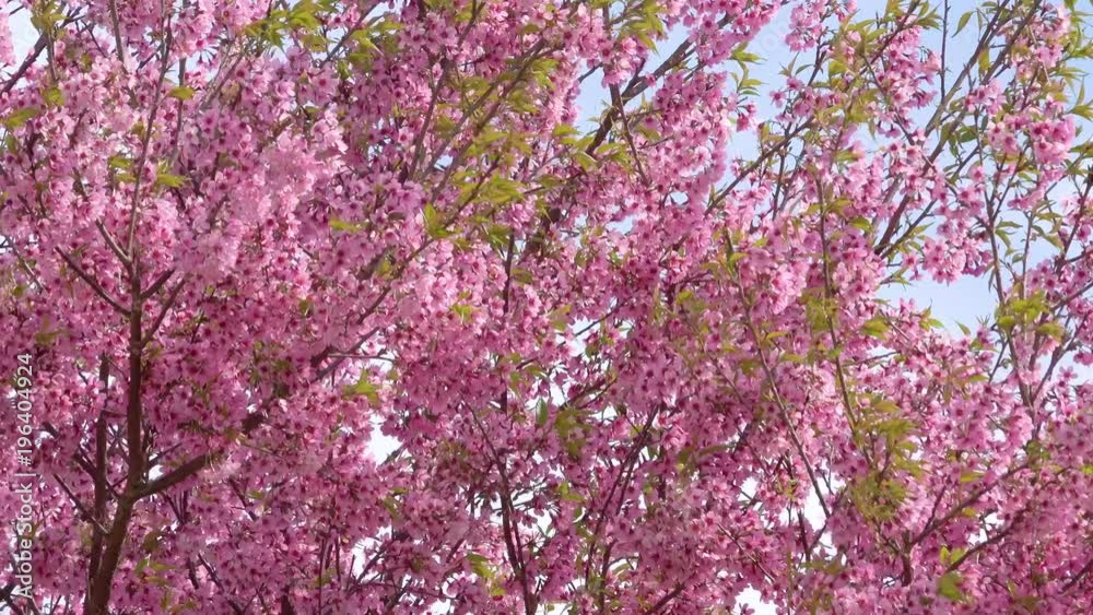 Royalty high quality free stock image of cherry blossom sakura (Prunus Cesacoides, Wild Himalayan Cherry) in spring time. It is symbol flower in DaLat which blooms in the first months welcome spring Royalty high quality free stock image of cherry blossom sakura (Prunus Cesacoides, Wild Himalayan Cherry) in spring time. It is symbol flower in DaLat which blooms in the first months welcome spring